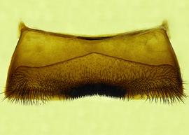   Anthidium emarginatum  male ventral view of fourth sternum (S4), photo from Gonzalez and Griswold 2013 
